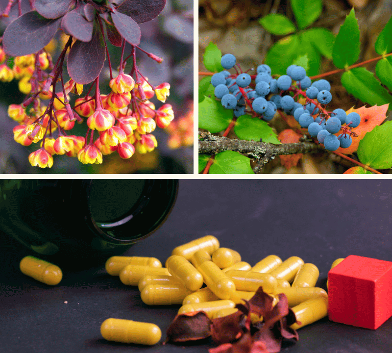 Master Your Metabolism: How the Best Berberine Supplement Can Transform Your Health.